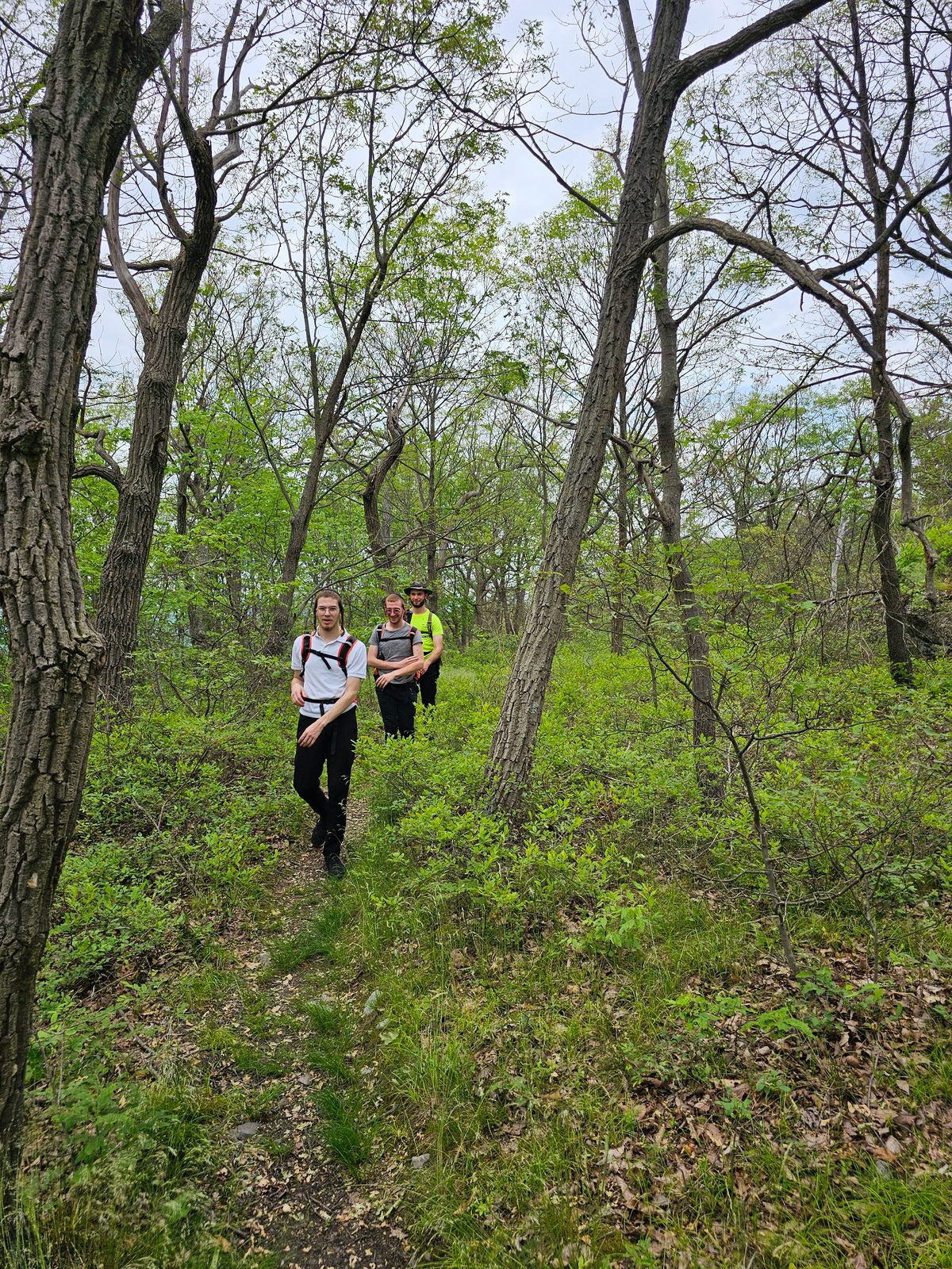 SAR team on forest trail